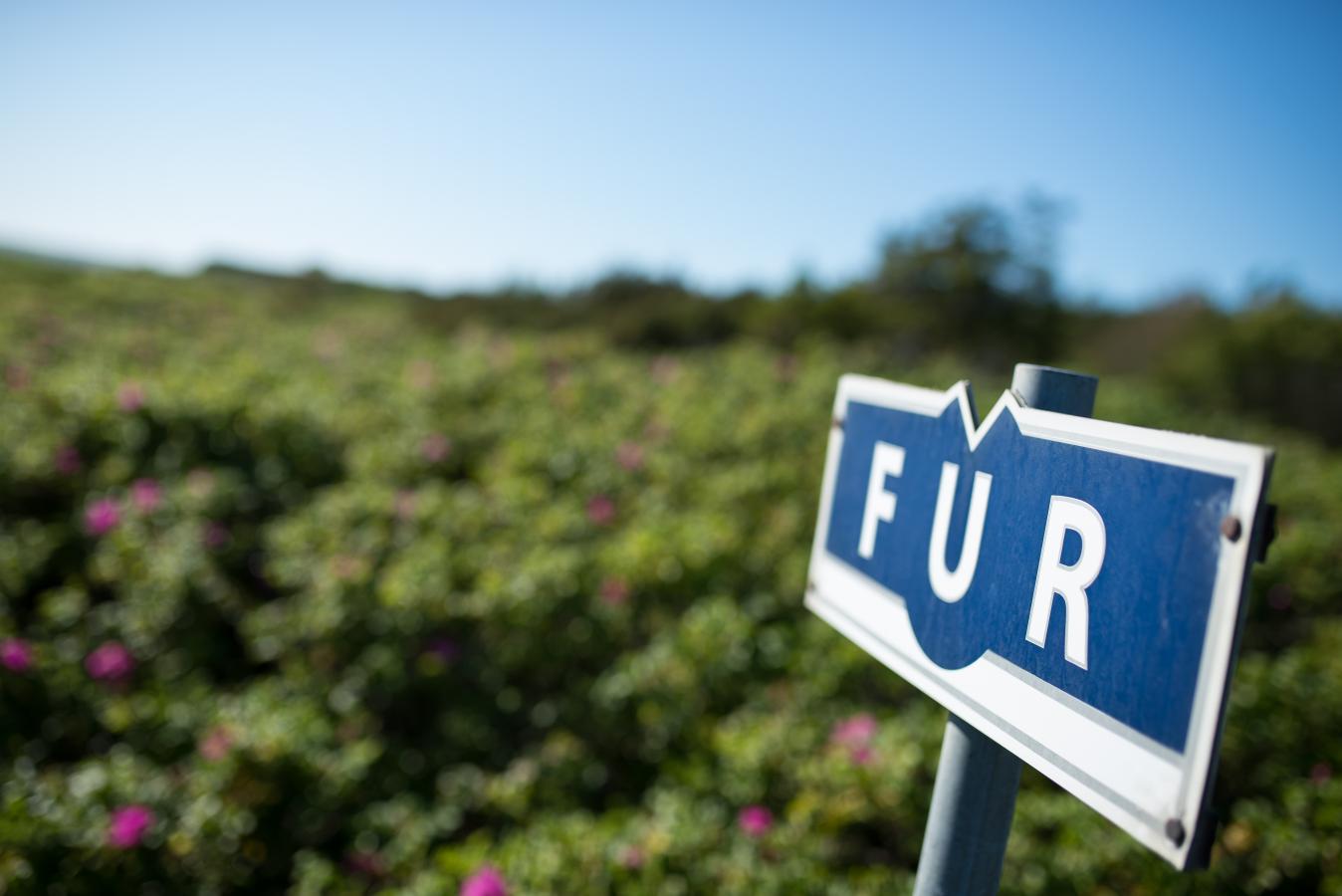 Fur