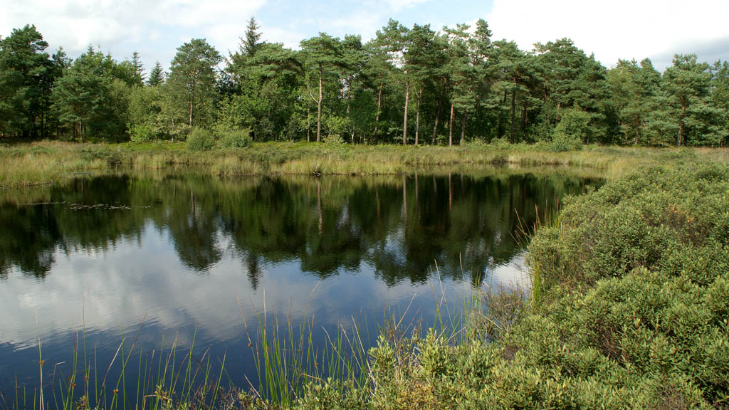 Natur, Skovsø