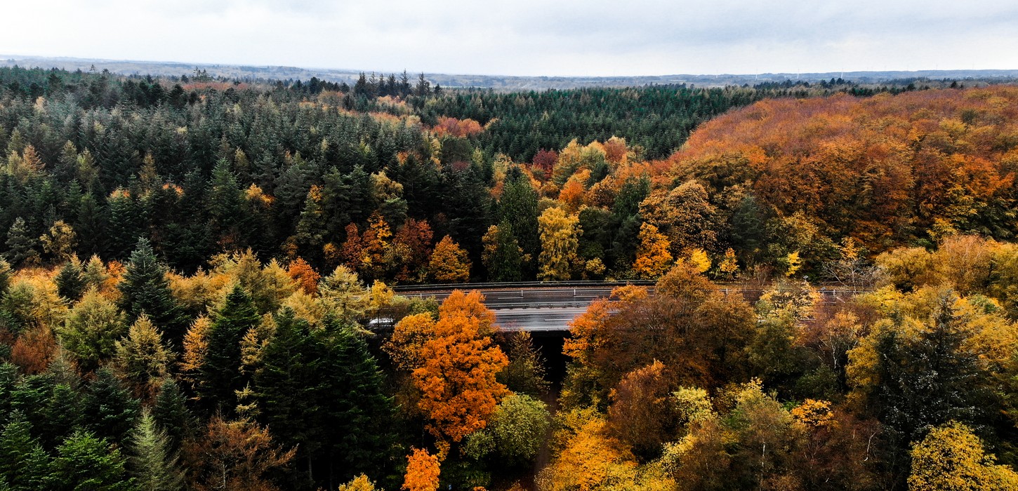 Mors, Skov, Natur