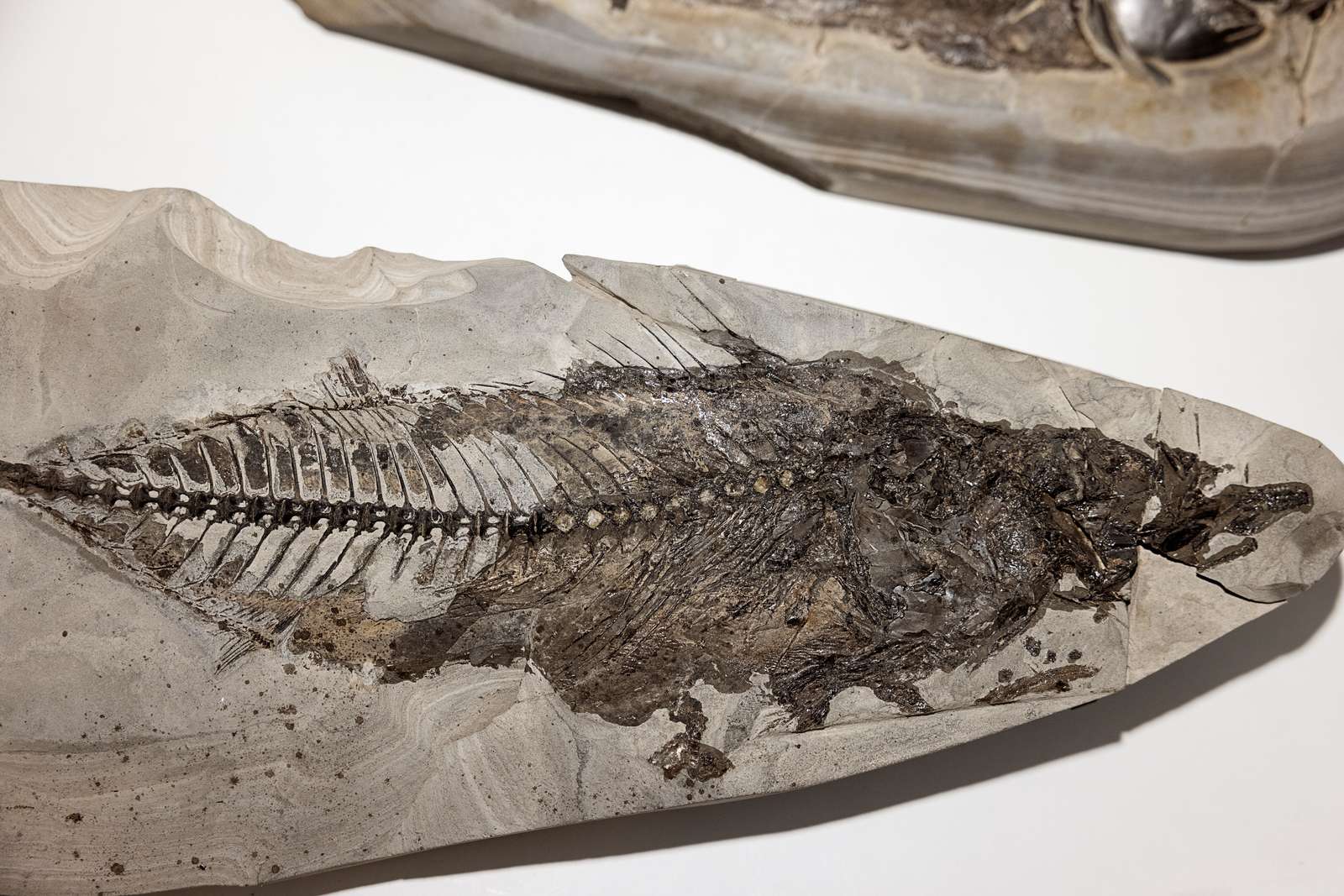 Fossil-og Molermuseum-Museum Mors