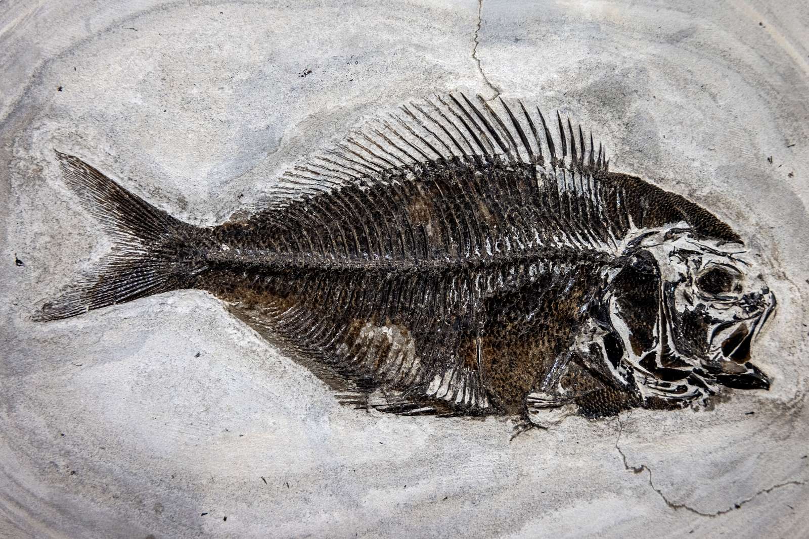 Fossil-og Molermuseum-Museum Mors