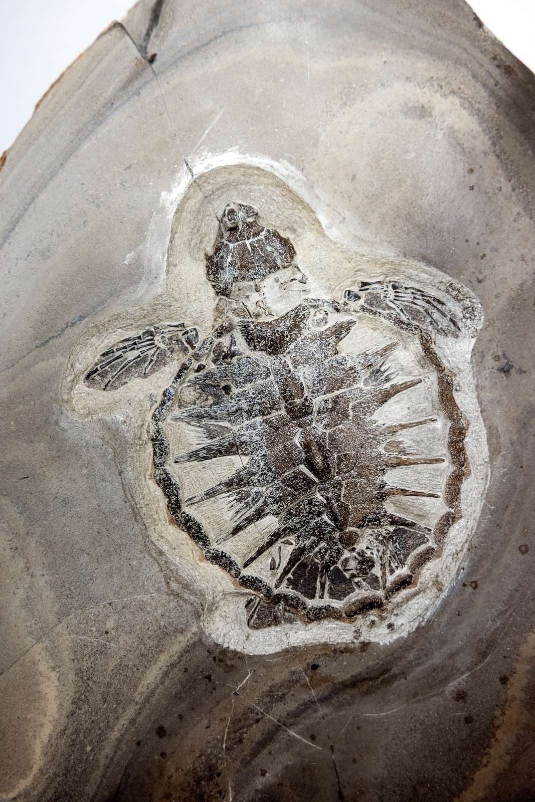 Fossil- og Molermuseum, Museum Mors