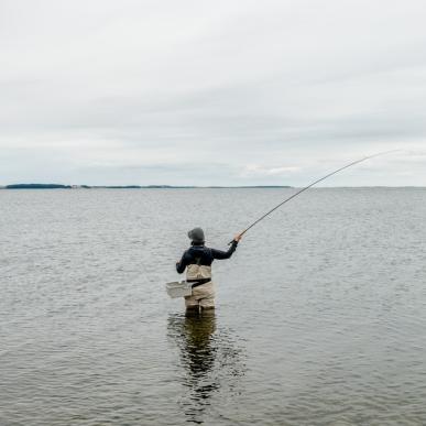 Limfjorden, Fiskeri