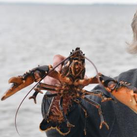 Oyster king, hummer, limfjorden