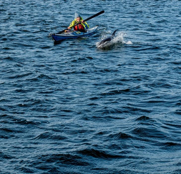 Kajak tur i Limfjorden med uventet selskab